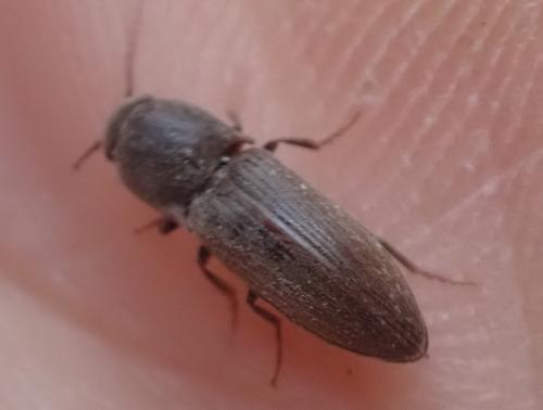 Agriotes sputator